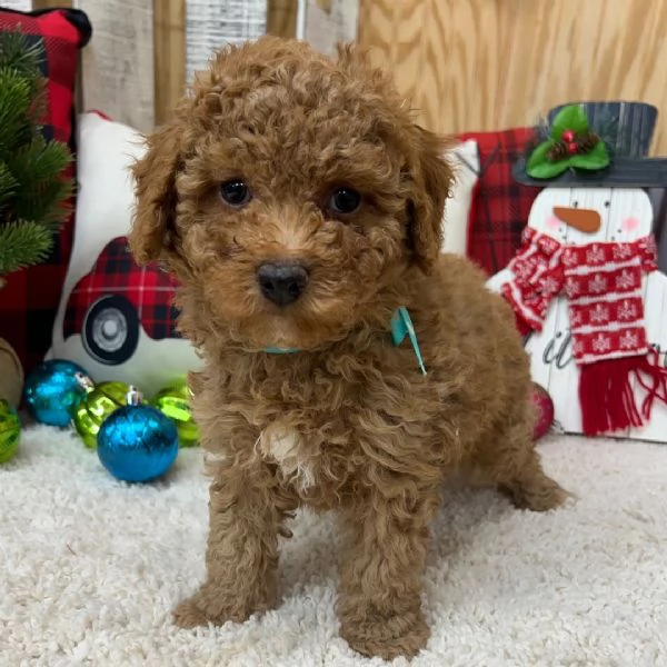 Regalo  barboncino  cuccioli maschio e femmina | Foto 0