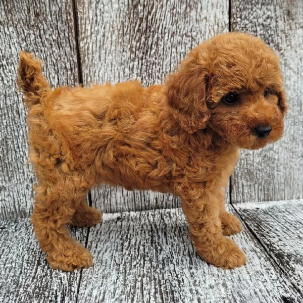 Regalo  barboncino  cuccioli maschio e femmina