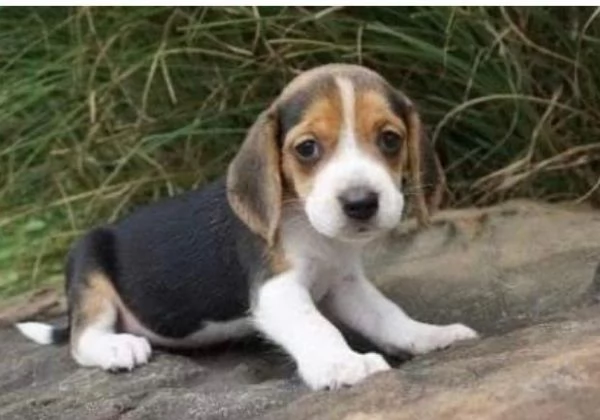 Beagle cuccioli maschio e femmina | Foto 0