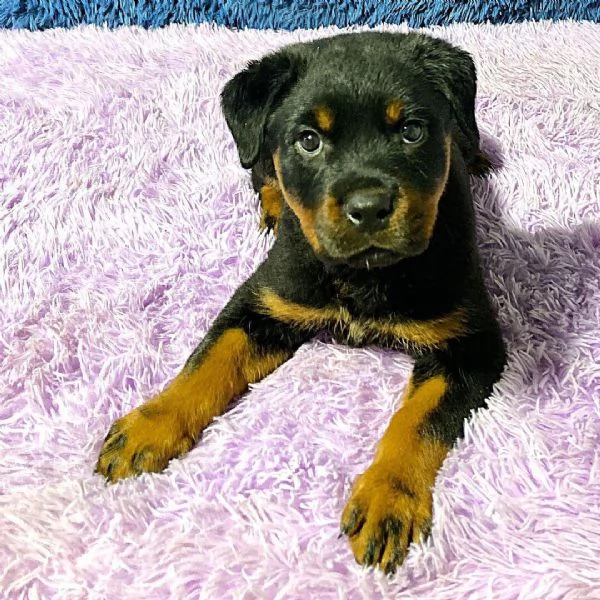Rottweiler cuccioli maschio e femmina