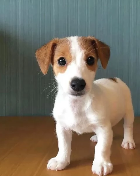 Jack Russell cuccioli maschio e femmina | Foto 0