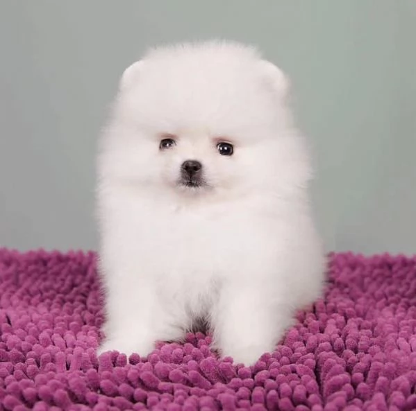 Volpino Pomeranian cuccioli maschio e femmina