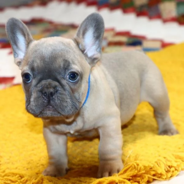REGALO   BULLDOG francese  | Foto 0