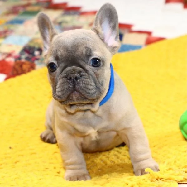 REGALO   BULLDOG francese 