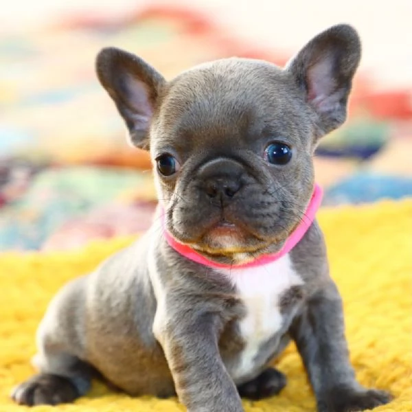 REGALO Bulldog francese 