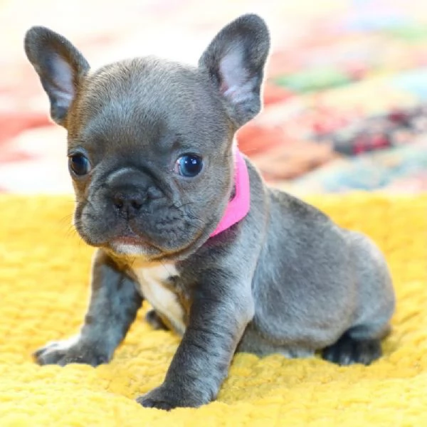 REGALO Bulldog francese  | Foto 0