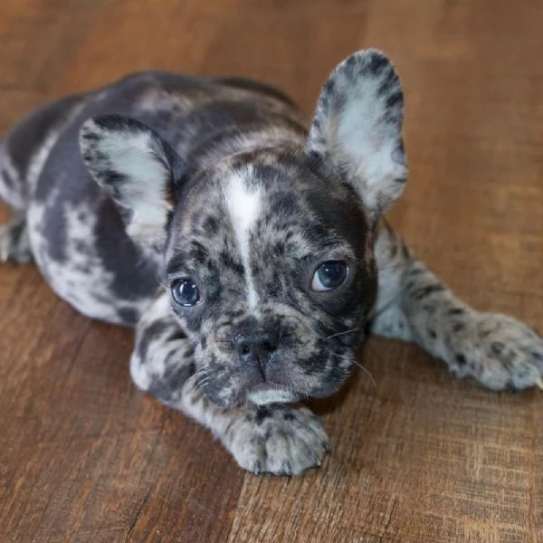 REGALO Bulldog francese  | Foto 0