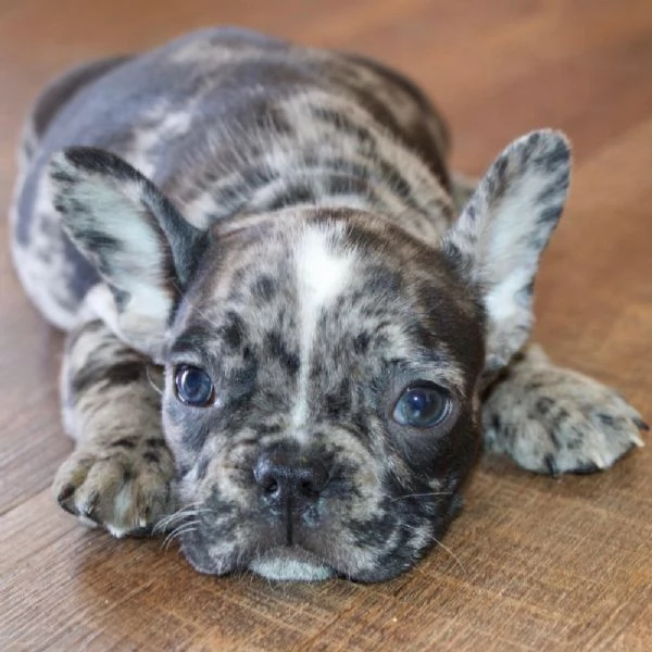 REGALO Bulldog francese 