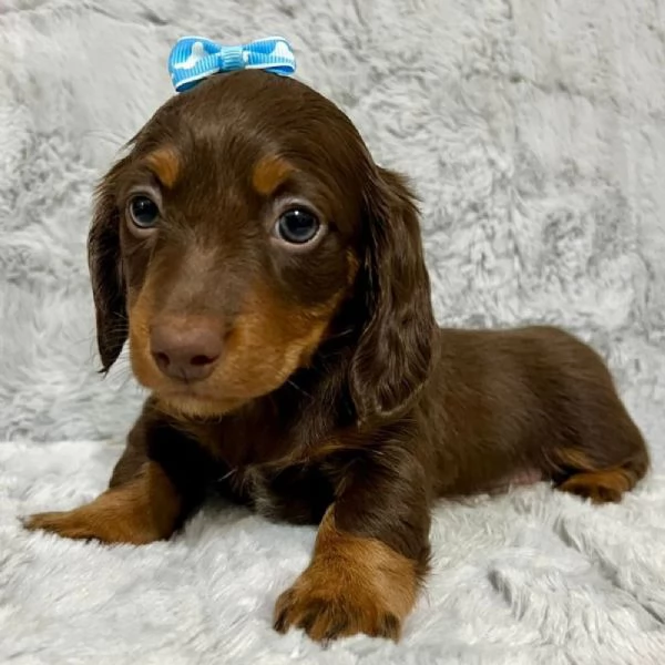 REGALO Bassotto  | Foto 0