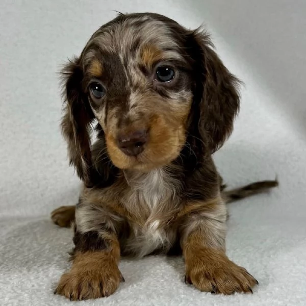 REGALO Bassotto  | Foto 0