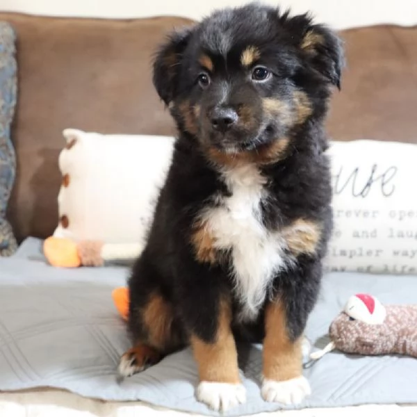 REGALO PASTOR AUSTRALIANO 