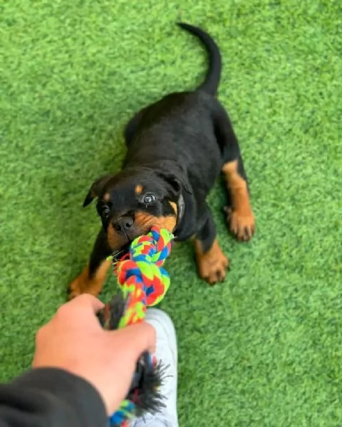 REGALO ROTTWEILER 