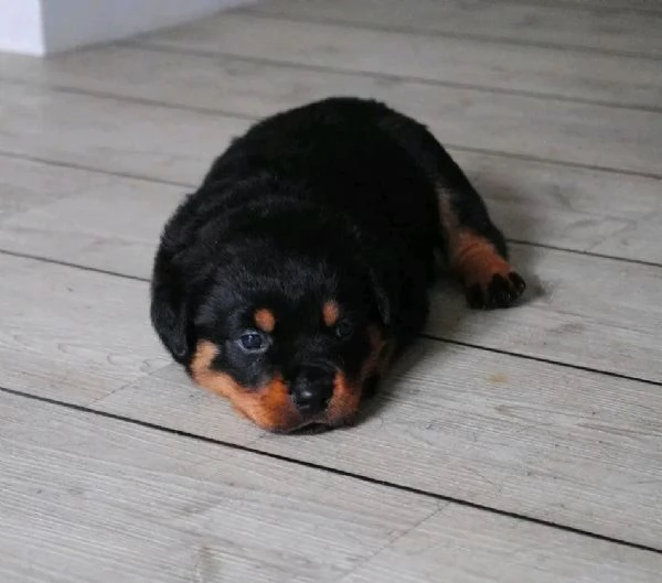 REGALO ROTTWEILER  | Foto 0