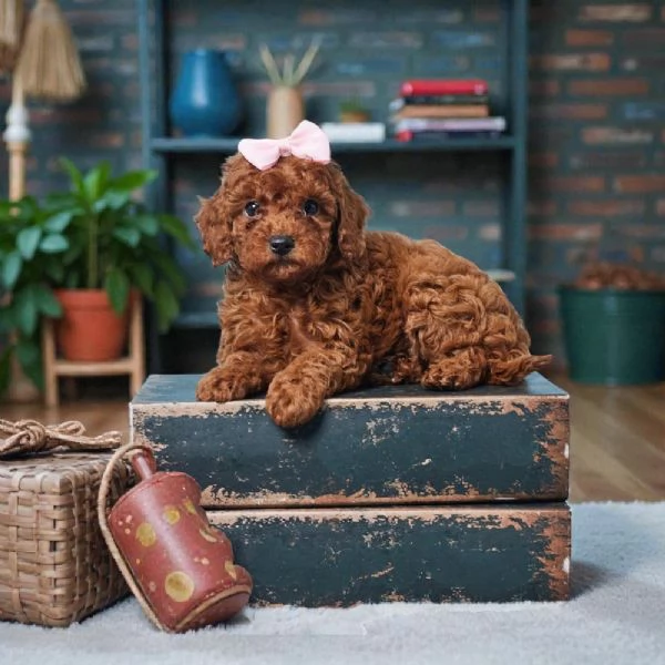 REGALO Barboncino  | Foto 0