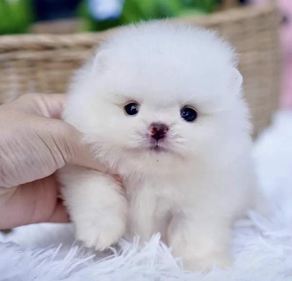 Regalo Volpino Pomerania 