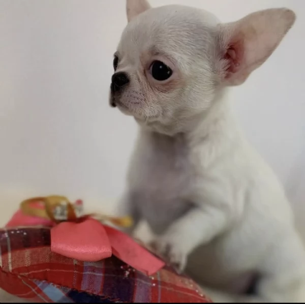REGALO Chihuahua  | Foto 0