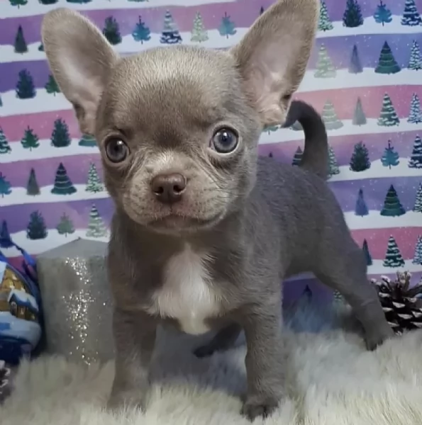 Regalo Chihuahua  | Foto 0