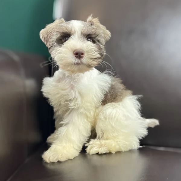 Regalo Schnauzer  | Foto 0