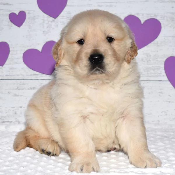 REGALO GOLDEN RETRIEVER | Foto 0