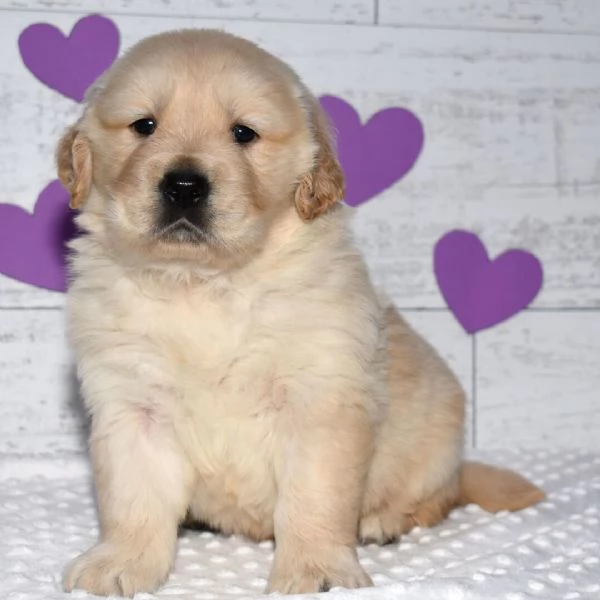 REGALO GOLDEN RETRIEVER