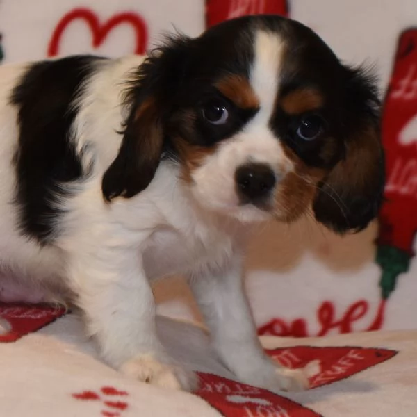 REGALO Cavalier King Charles  | Foto 0