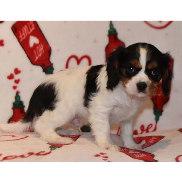 REGALO Cavalier King Charles 
