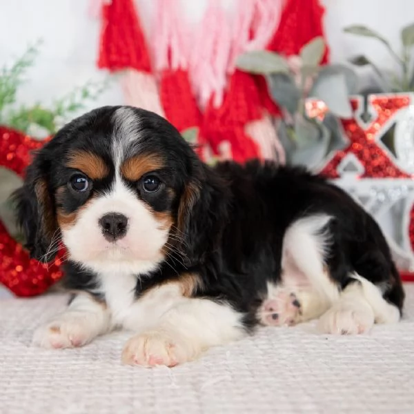REGALO Cavalier King Charles  | Foto 0