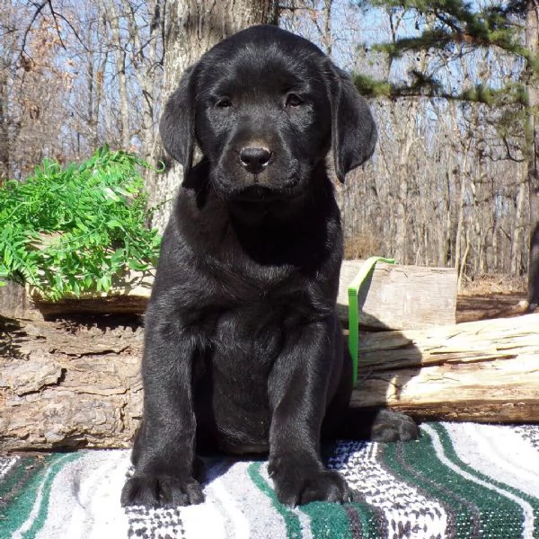 REGALO CUCCIOLI DI LABRADOR | Foto 0