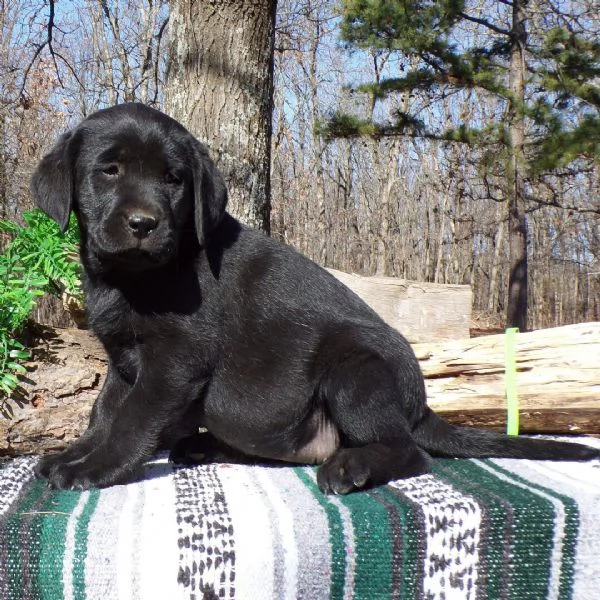 REGALO CUCCIOLI DI LABRADOR