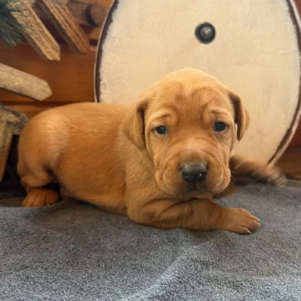 REGALO CUCCIOLI DI LABRADOR | Foto 0