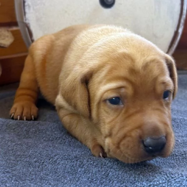 REGALO CUCCIOLI DI LABRADOR