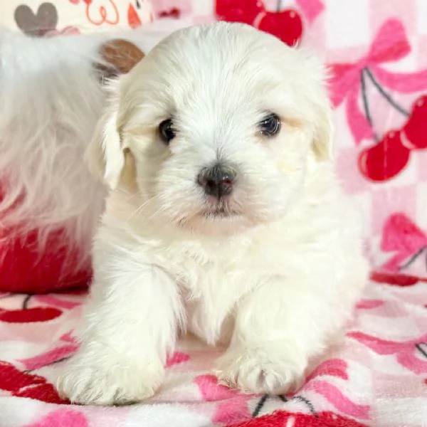 REGALO Maltese  | Foto 0