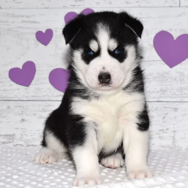 REGALO Husky  | Foto 0