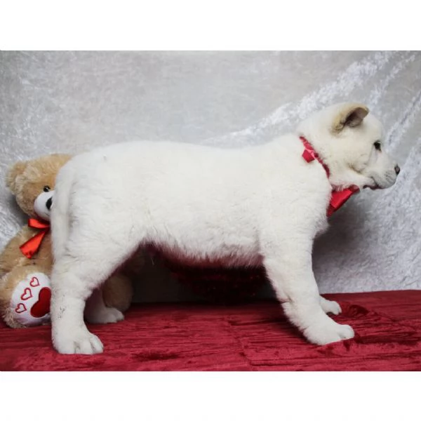 REGALO AKITAINU | Foto 0