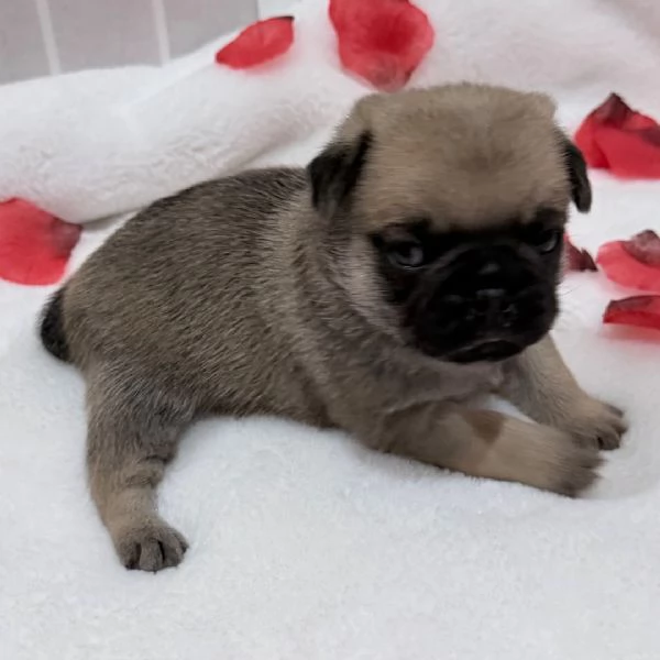 Regalo Carlino | Foto 0