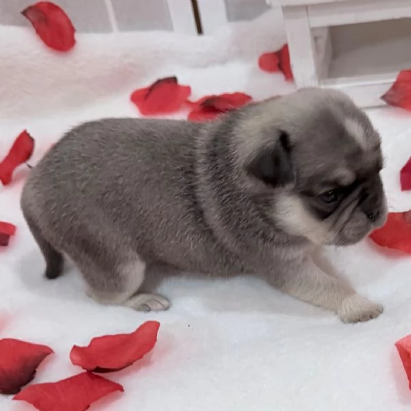 REGALO   Carlino  | Foto 0