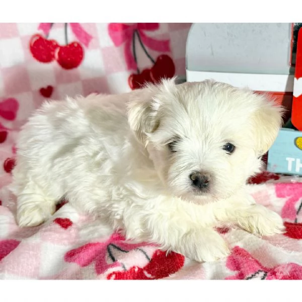 REGALO Maltese  | Foto 0