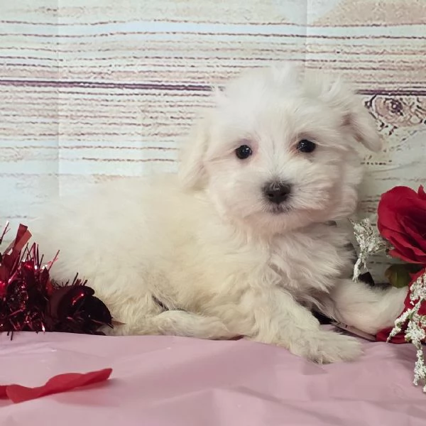 REGALO Maltese  | Foto 0