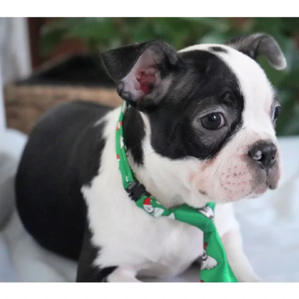 REGALO Boston Terrier  | Foto 0