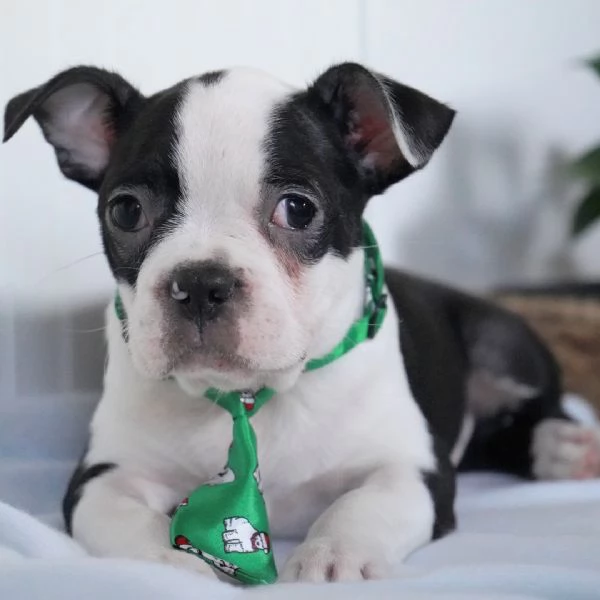 REGALO Boston Terrier 