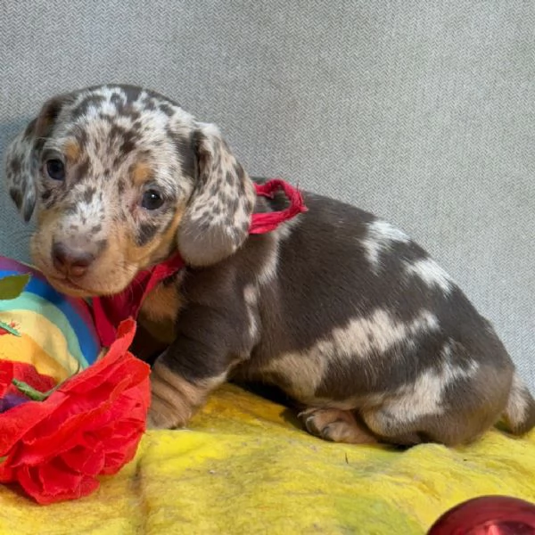 REGALO  Bassotto  | Foto 0