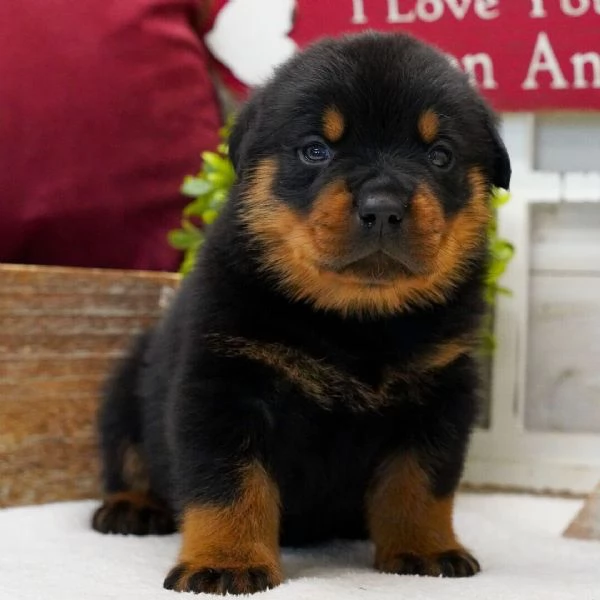 REGALO Rottweiler 