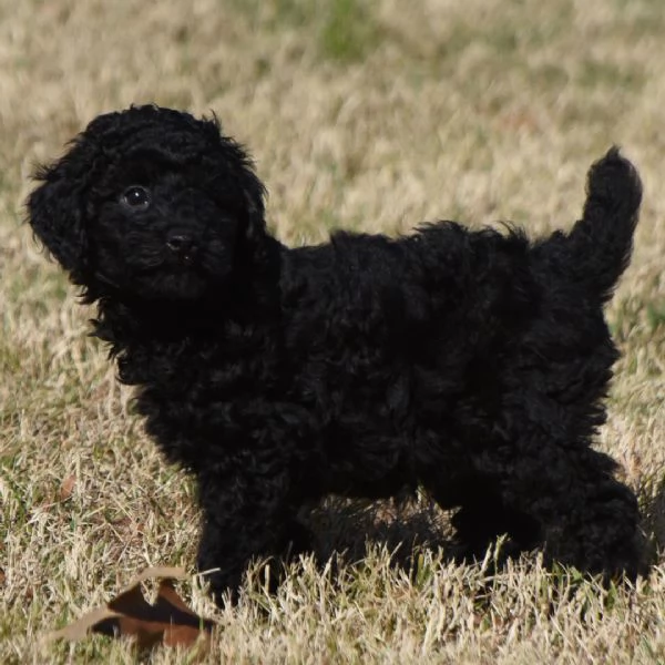 REGALO  Barboncino  | Foto 0