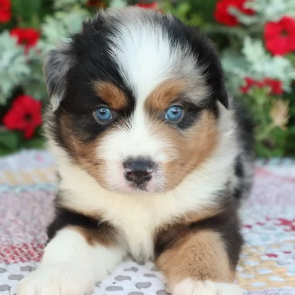 REGALO PASTOR AUSTRALIANO