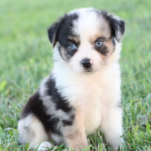 REGALO PASTOR AUSTRALIANO  | Foto 0