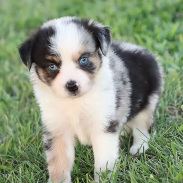 REGALO PASTOR AUSTRALIANO 