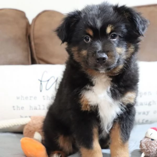 REGALO PASTOR AUSTRALIANO 