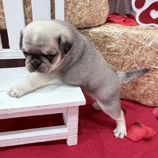 REGALO Carlino  | Foto 0