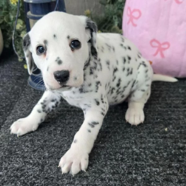 REGALO DALMATA | Foto 0