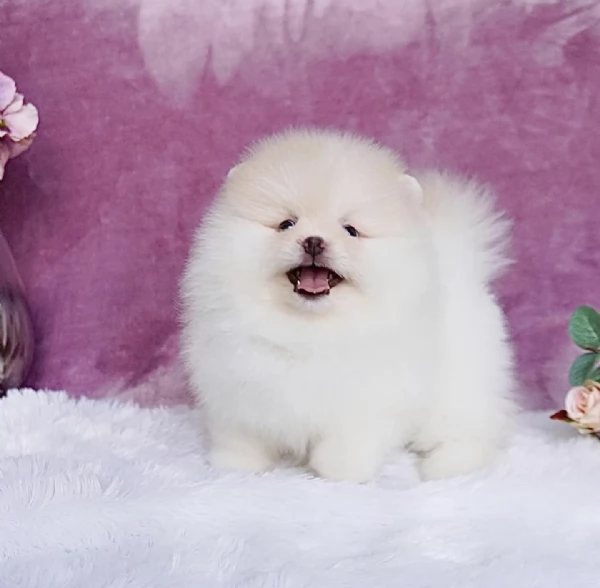 Regalo Volpino Pomerania  | Foto 0